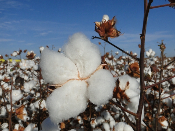 CTNBio aprovou duas das três tecnologias OGM para o algodão esperadas para 2017