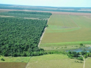 Maggi defenderá compensação à agricultura por cuidados ambientais Crédito: Reprodução