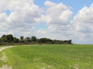 Agricultura praticada no Oeste da Bahia contribui para a redução de CO2 na atmosfera, revela estudo