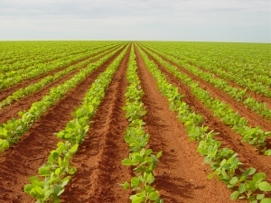 Agricultores do oeste da Bahia estão apreensivos sem saber se poderão plantar a próxima safra