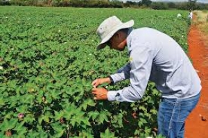 Programa Fitossanitário alcançou resultados de excelência na guerra ao Bicudo, em lavouras do oeste e sudoeste da Bahia