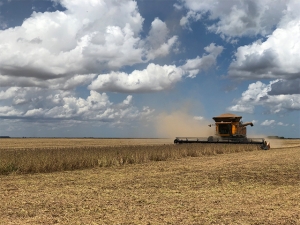 Passa de 60% a área de soja colhida no oeste baiano